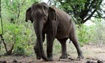 Another 13 illegally-reared elephants recovered