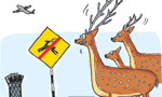 Herd of deer roaming at MRIA chased out