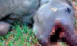Human-elephant conflict Suggested solutions