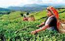 Complete overhaul of SL’s plantation sector model essential -PA Chief 