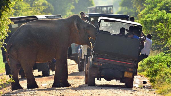 Tourists ambushed by an elephant at Yala