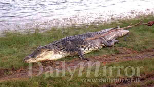 Giant crocodile captured