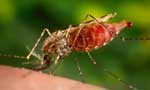 World Malaria Day falls today: Towards a malaria-free nation