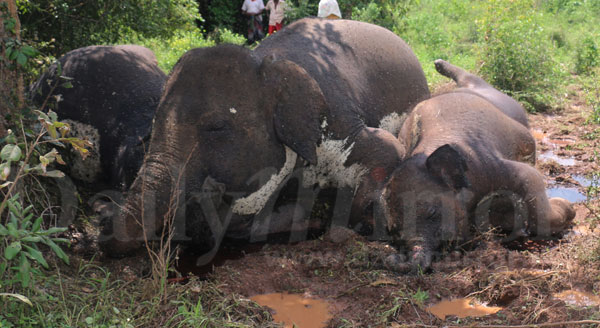 Lightning kills four jumbos