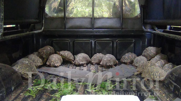 Video: Seized tortoises handed over to Wildlife Conservation Department