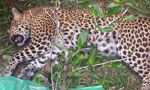 Another mysterious leopard death