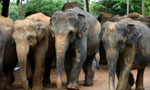 15 elephants released to owners on bond