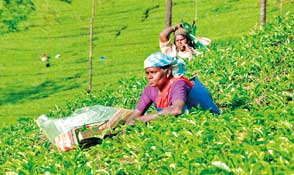 Lankan tea exports dip 3.26 % in April