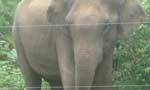 Torture of elephants,