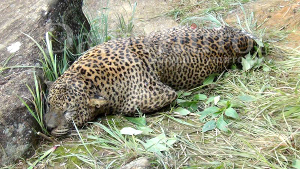 Mysterious death of a leopard