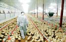 Will Sri Lankan chicken ever cross the road to export market?