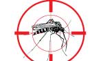Defeating the deadly dengue