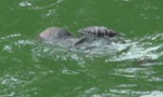 Body found in Bolgoda Lake