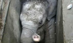 Baby elephant rescued from drain dies at Uda Walawe
