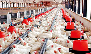 Bleeding poultry industry calls for urgent govt. attention