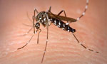 Over 30 dengue deaths, 20,000  cases to date