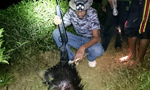 Animal hunters arrested; main suspect surrenders