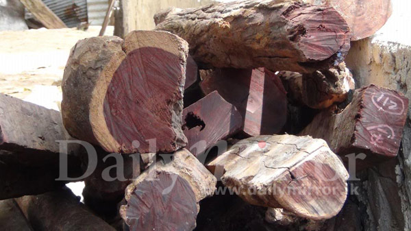 Sandalwood worth billions seized