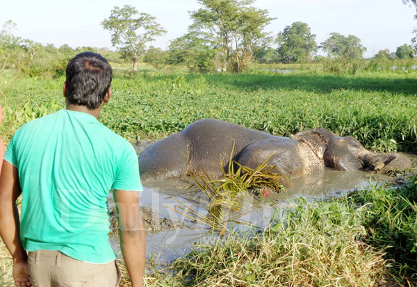 Video: Train hits wild elephant  