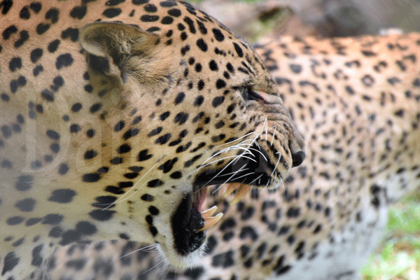 Open-air zoo in Pinnawala