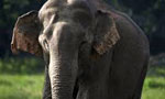 Elephant in Kartaragama under Wild life custody