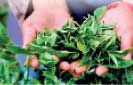 Sri Lanka’s tea exports improve marginally  in June