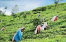 RPCs eye signing productivity-based collective agreement 