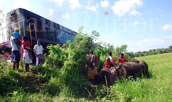 Mother, calf elephants hit by train; Calf rescued