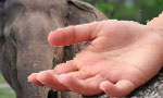 Woman killed by wild elephant