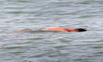 Body spotted in the sea off Bambalapitiya
