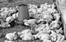 Breeders complain cost of raising chicken high, not chicken feed      