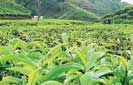Tea stakeholders come together to safeguard industry funds 
