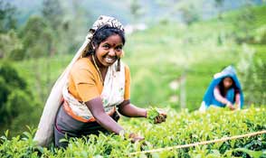 July tea output down 19% on low prices, poor fertiliser use