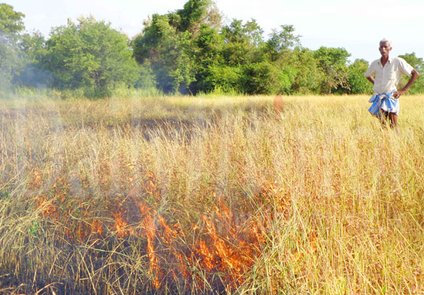 Farmers set paddy fields on fire