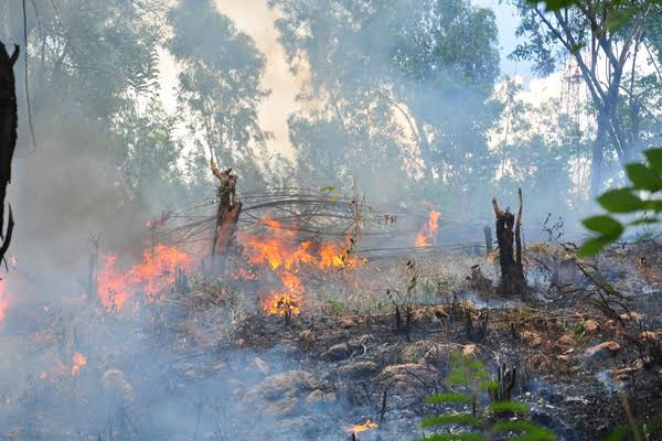 Video: Fire destroys 50 acres of Galgelanda forest