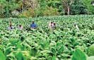 Tobacco farming:  A controversial livelihood 