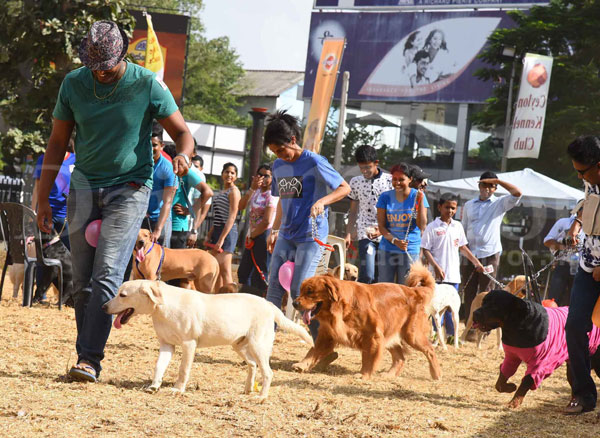 Canine Carnival