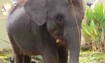 K’gama Devalaya’s 'Bhanu' taken over by wildlife Dept.