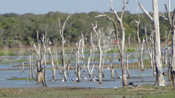 Drought hits Wilpattu