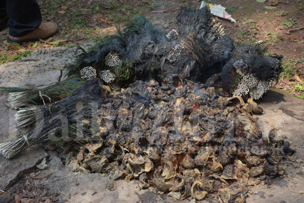 Video: Customs Seized edible nests destroyed 