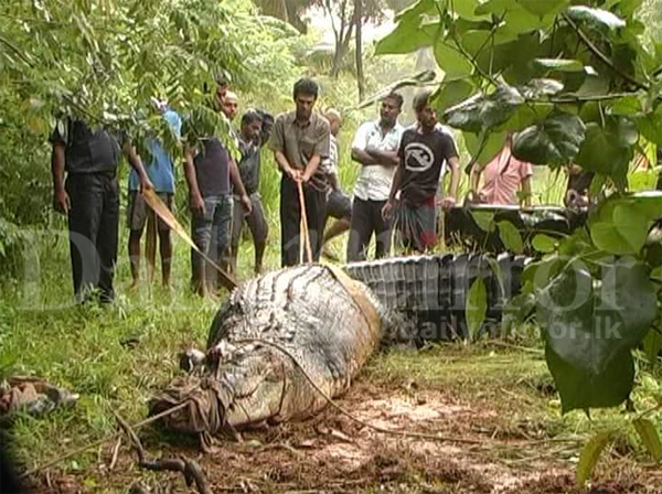 Video: Wildlife finds the largest crocodile in SL