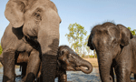 Cabinet sets regulations covering elephants in captivity