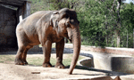 Lankan jumbo's life in danger in a Pakistani Zoo