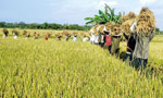 Paddy fertilizer subsidy not yet given: Anura Kumara