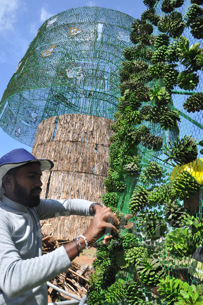 Tallest Christmas tree on track again