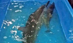 Mother dolphin wails as its young one dies