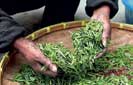 November tea output edges up  on good weather