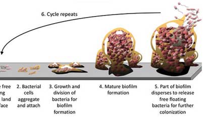 Are biofilms silent killers  in hospitals?