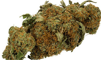 Hashish valued at Rs. 10 mn seized at Colombo Mail Exchange