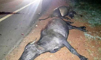  Road accident kills 15 head of cattle, 20 badly injured